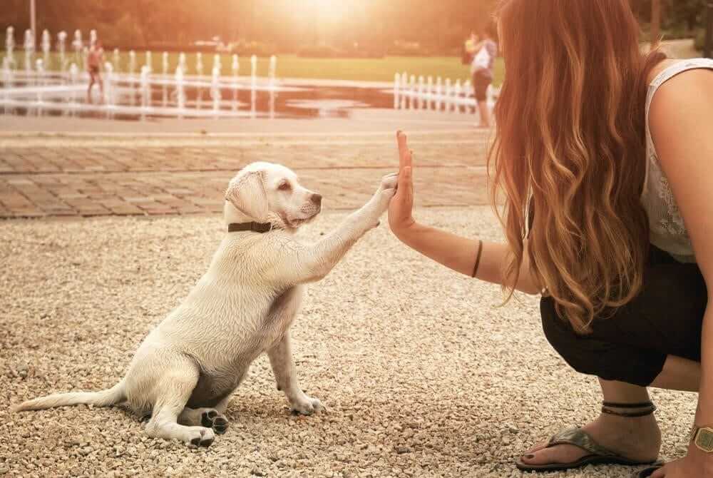Chủ nuôi cần dạy cho chó con biết cách nghe lời