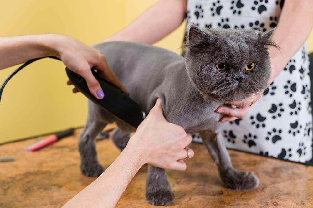 Có nên cạo lông cho mèo không?