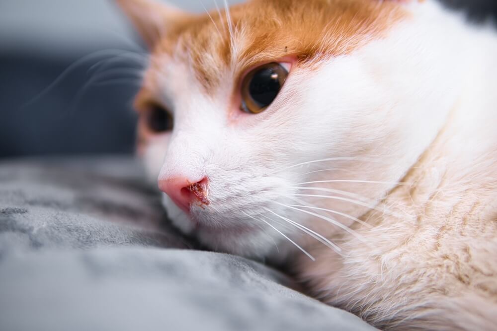 Có nhiều nguyên nhân khiến mèo bị chảy máu ở mũi