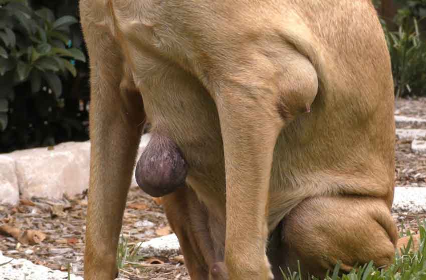 Cục dưới da ở chó là do bi u nang