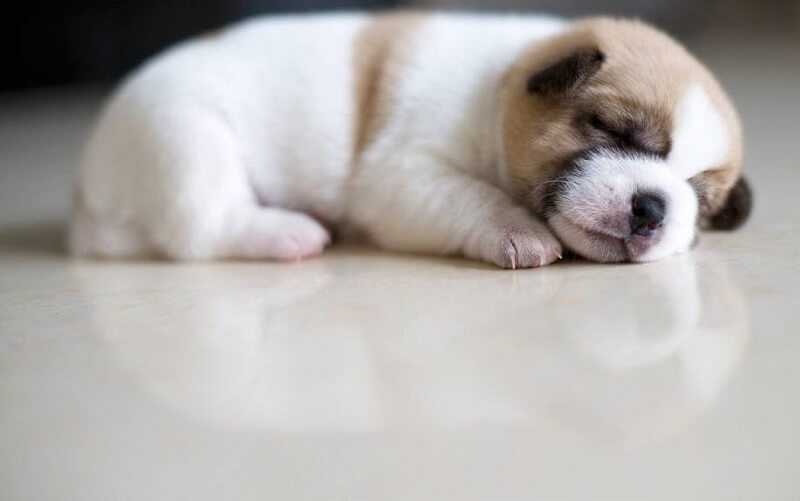 Cún con có thể bị mệt sau khi uống thuốc tẩy giun