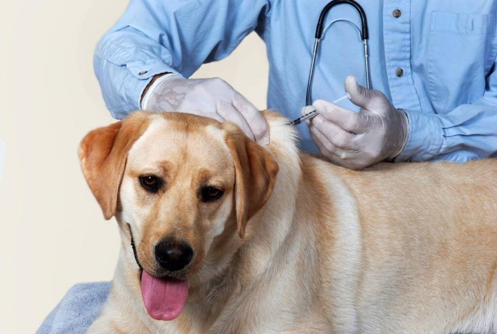 Đưa chó đến cơ sở thú y gần nhất để được điều trị kịp thời bệnh bại liệt 