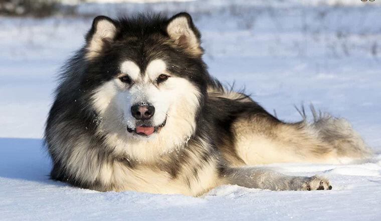 Giống chó Alaska - Giống chó to nhất được du nhập vào Việt Nam