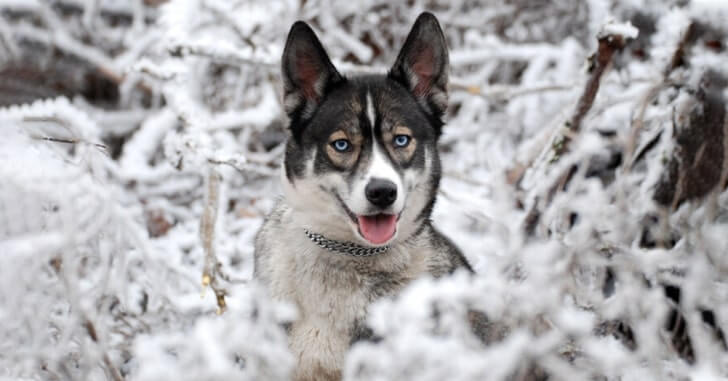 Giống chó Husky Sibir có màu lông Agouti là giống chó hiếm