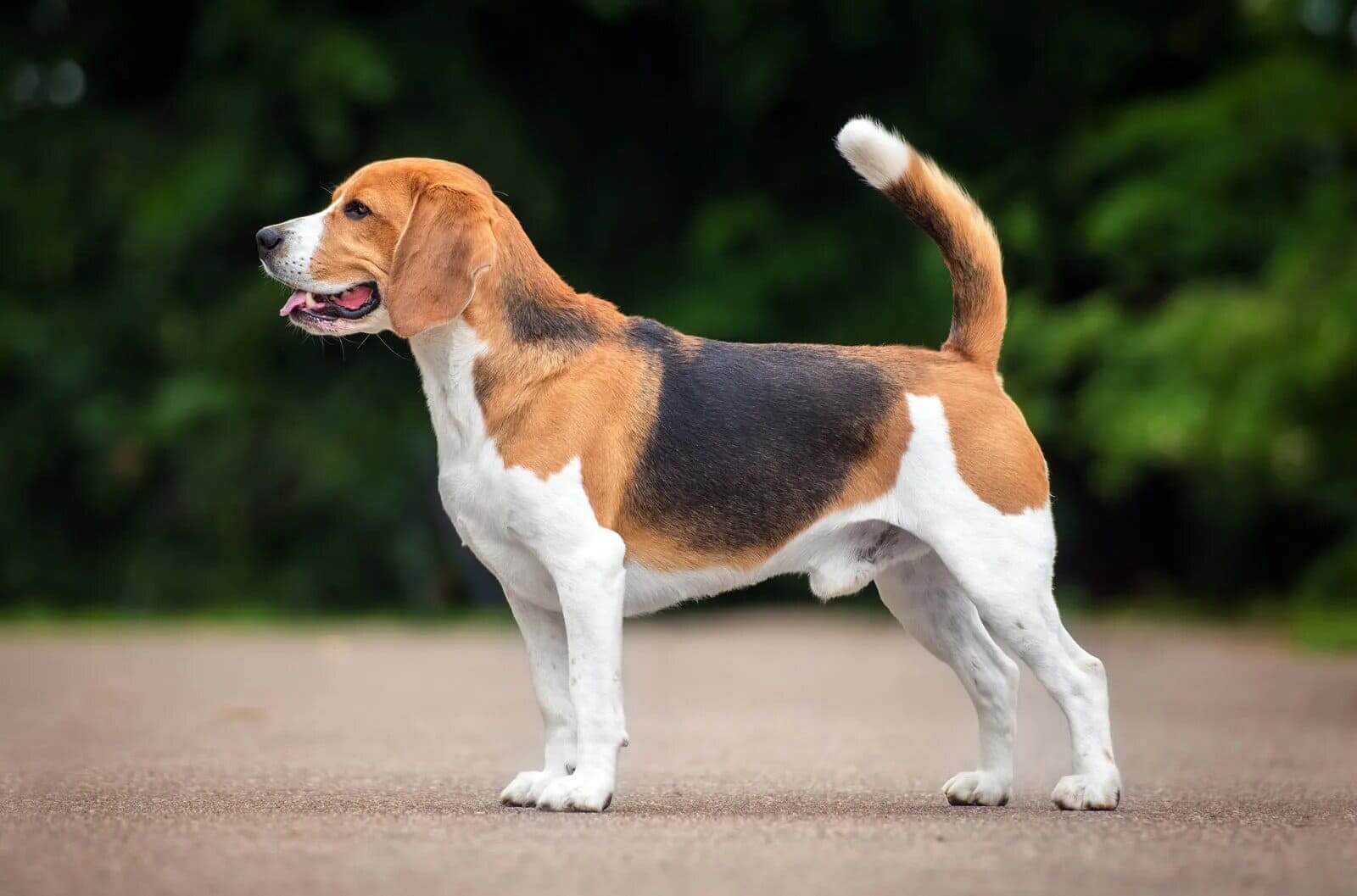 Giống chó Beagle