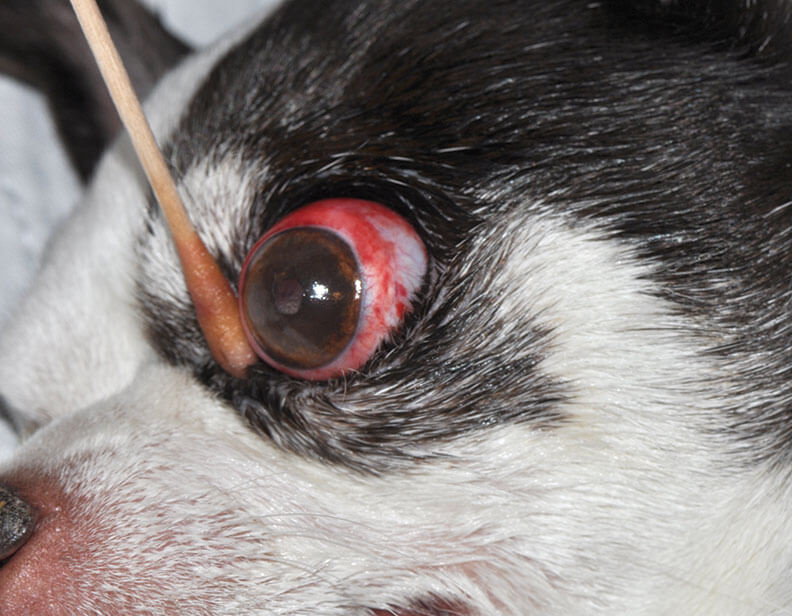 Hội chứng lồi mắt ở chó