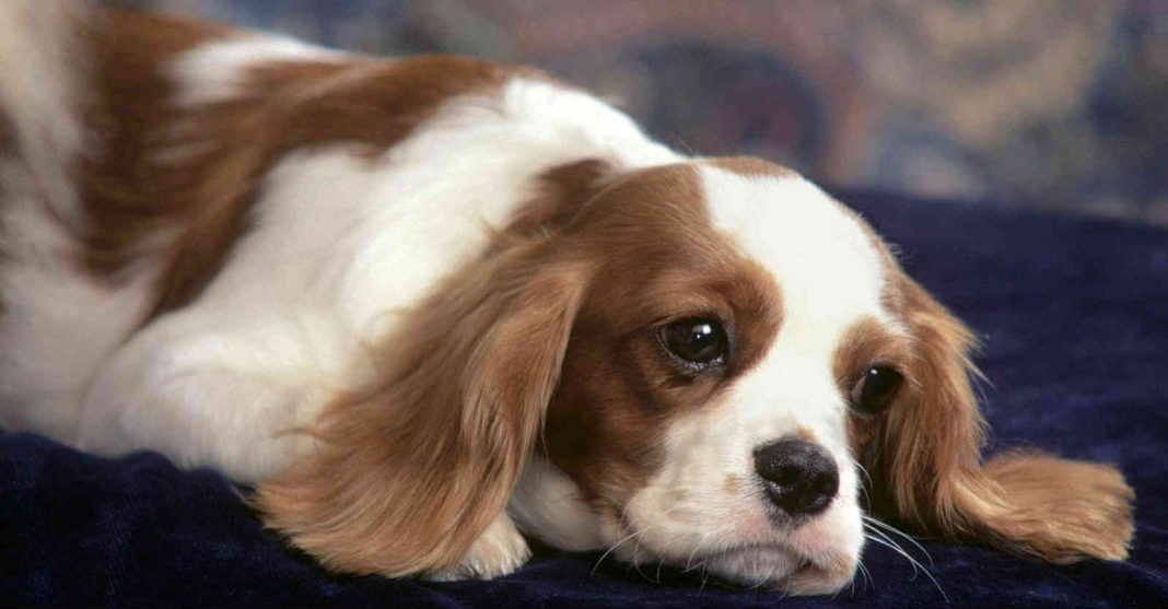 Kiết lỵ là bệnh viêm đại tràng ở chó