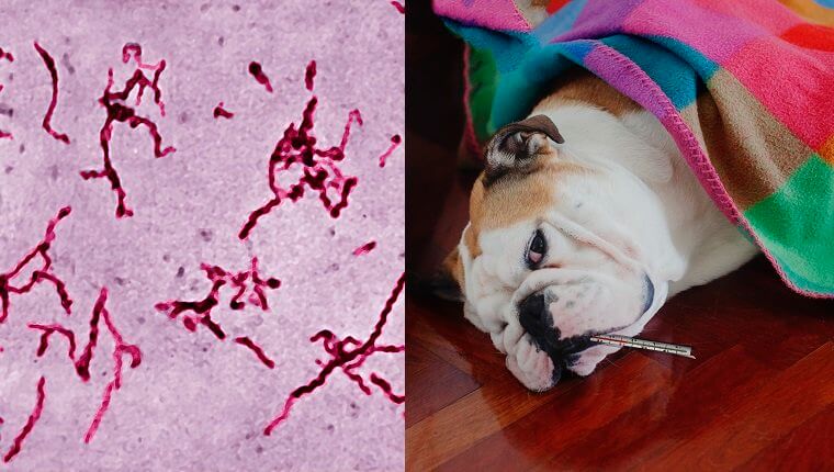 Leptospira là bệnh xoắn khuẩn nguy hiểm đến tính mạng của chó
