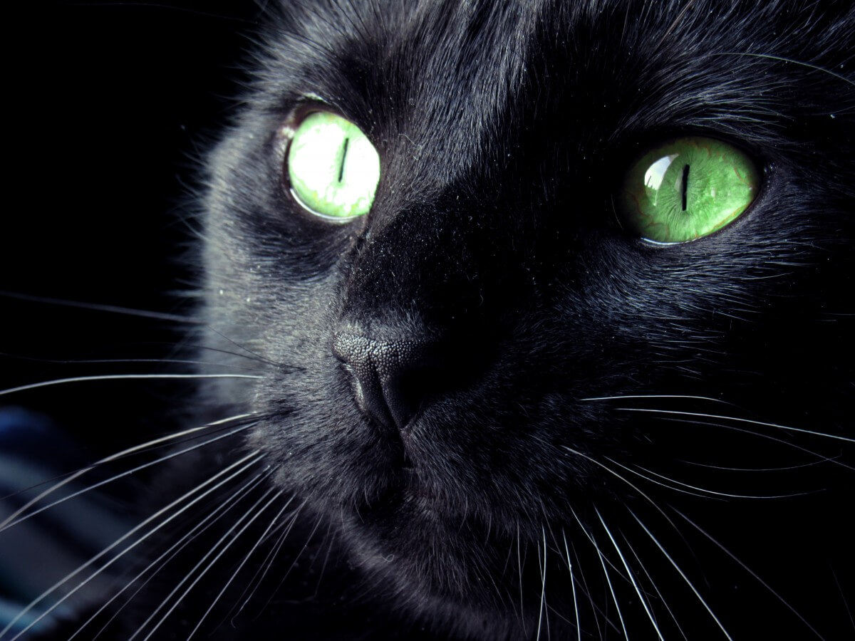 Mèo Bombay - Giong meo den mat xanh
