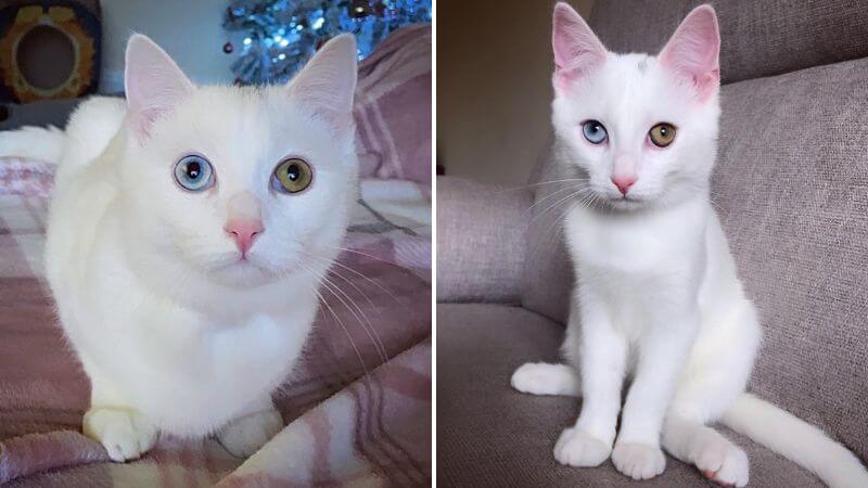Mèo Khao Manee - Giống mèo mắt 2 màu