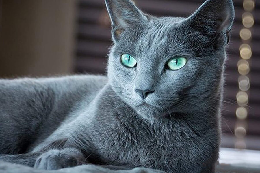 Mèo Korat - Giong meo den mắt xanh