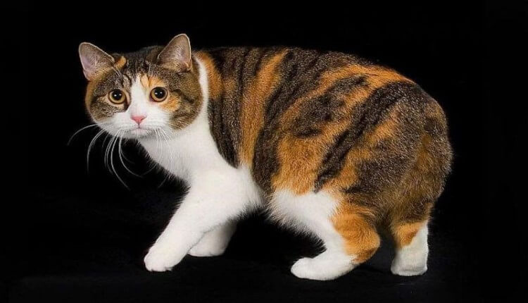 Mèo Manx đuôi cụt dễ thương