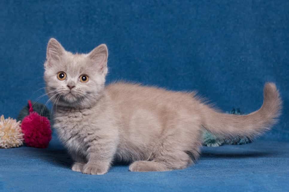 Mèo Munchkin là giống mèo xám mắt xanh