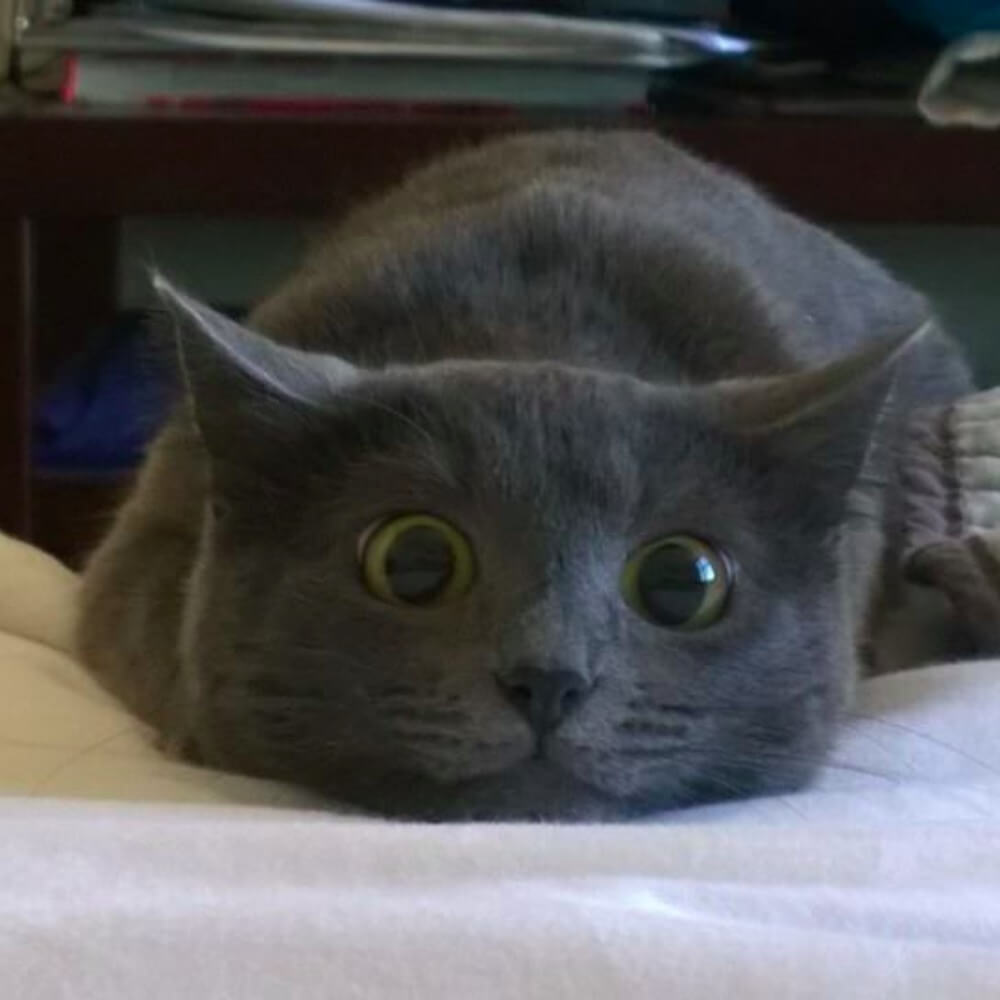 Mèo Nga mắt xanh