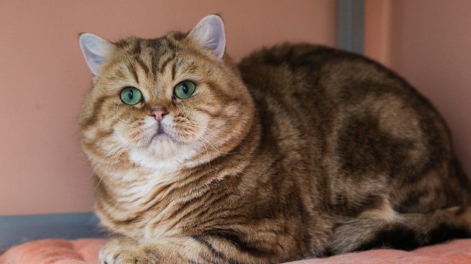 Mèo Scottish golden tabby có tính cách hiền lành