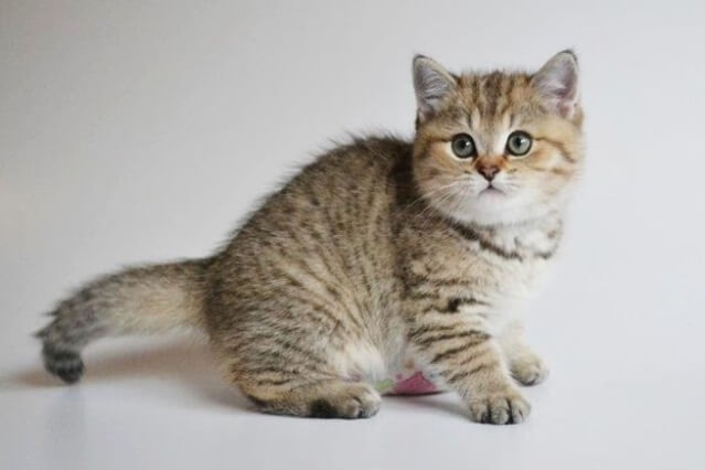 Mèo Scottish golden tabby có tính cách hiền lành