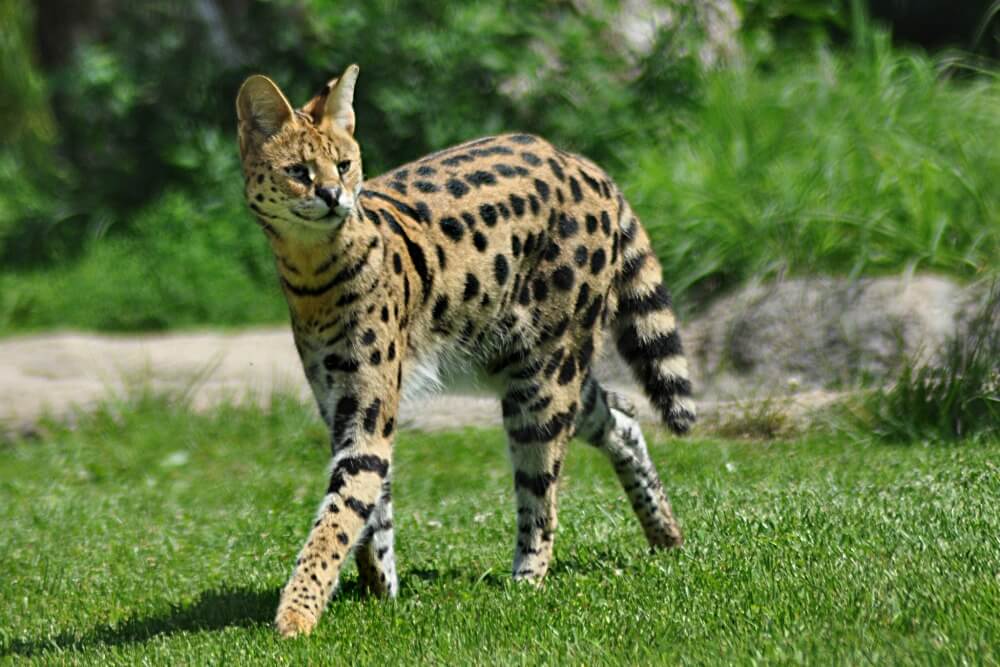 Mèo Serval - Giống mèo chân dài