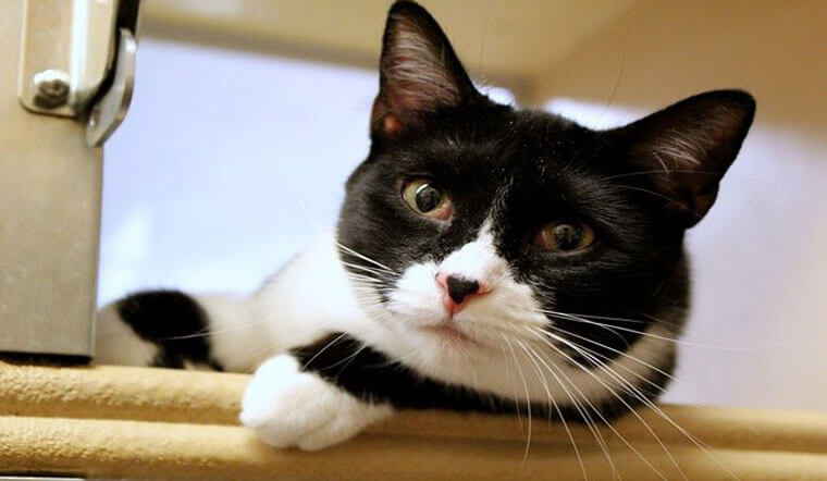 Mèo Tuxedo có tính cách ôn hòa, dễ nuôi