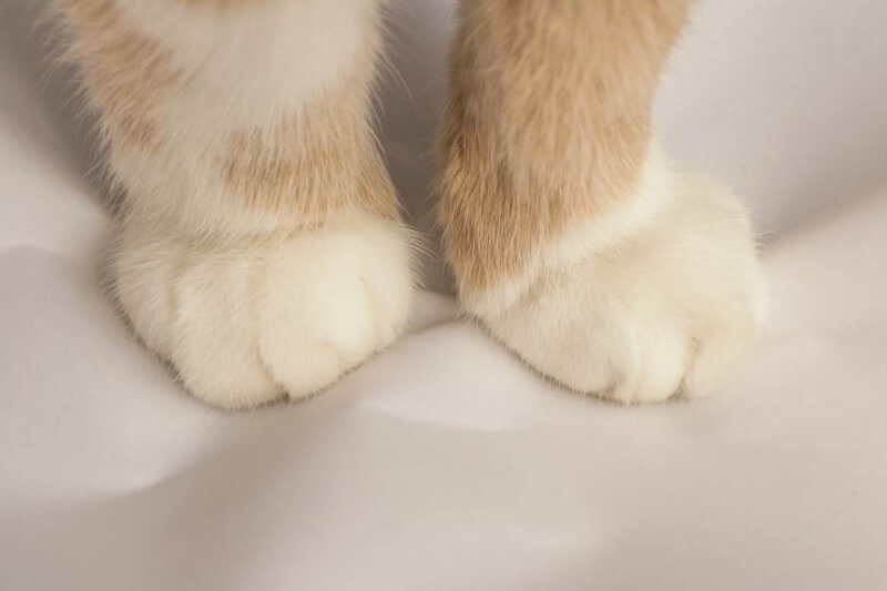 Mèo bị sưng chân có thể đến từ nhiều nguyên nhân