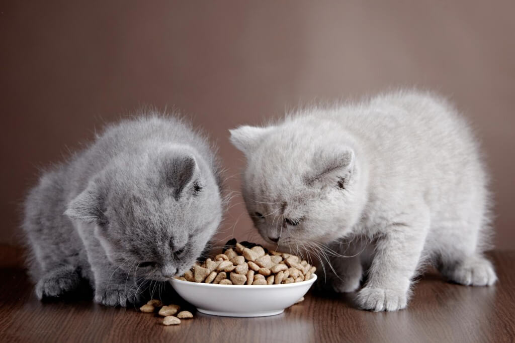 Một chế độ dinh dưỡng sẽ giúp mèo khỏe mạnh, không bị ốm