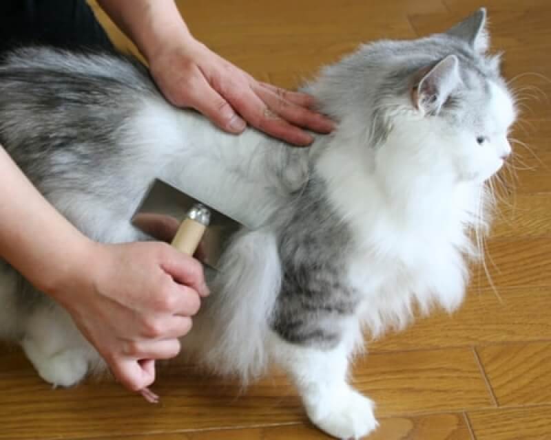 Nên cạo lông cho mèo khi dài và dày