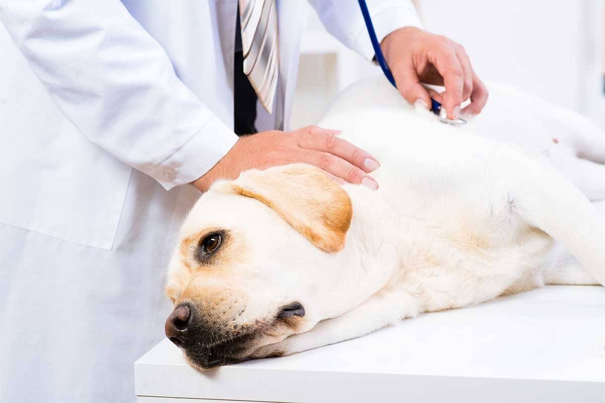 Nên cho chó đi bệnh viên thú ý thường xuyên để đảm bảo sức khỏe cho chúng