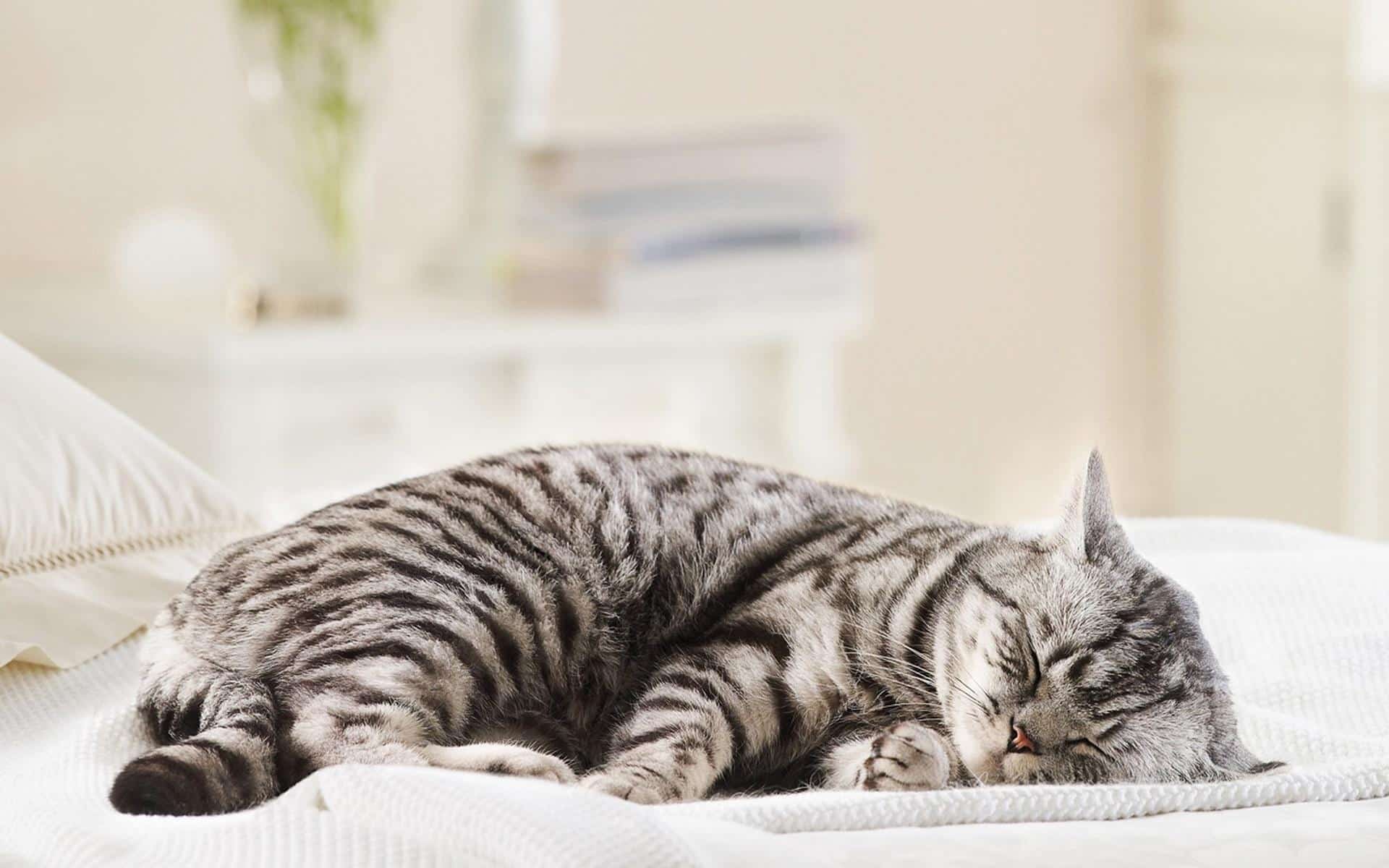 Nhiệt độ cơ thể tăng cao là dấu hiệu khiến mèo bị ốm
