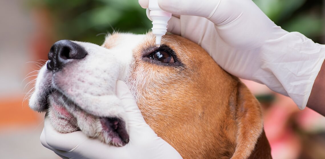 Nhỏ thuốc mắt cho chó sẽ giúp chó giảm sung húp ở mắt