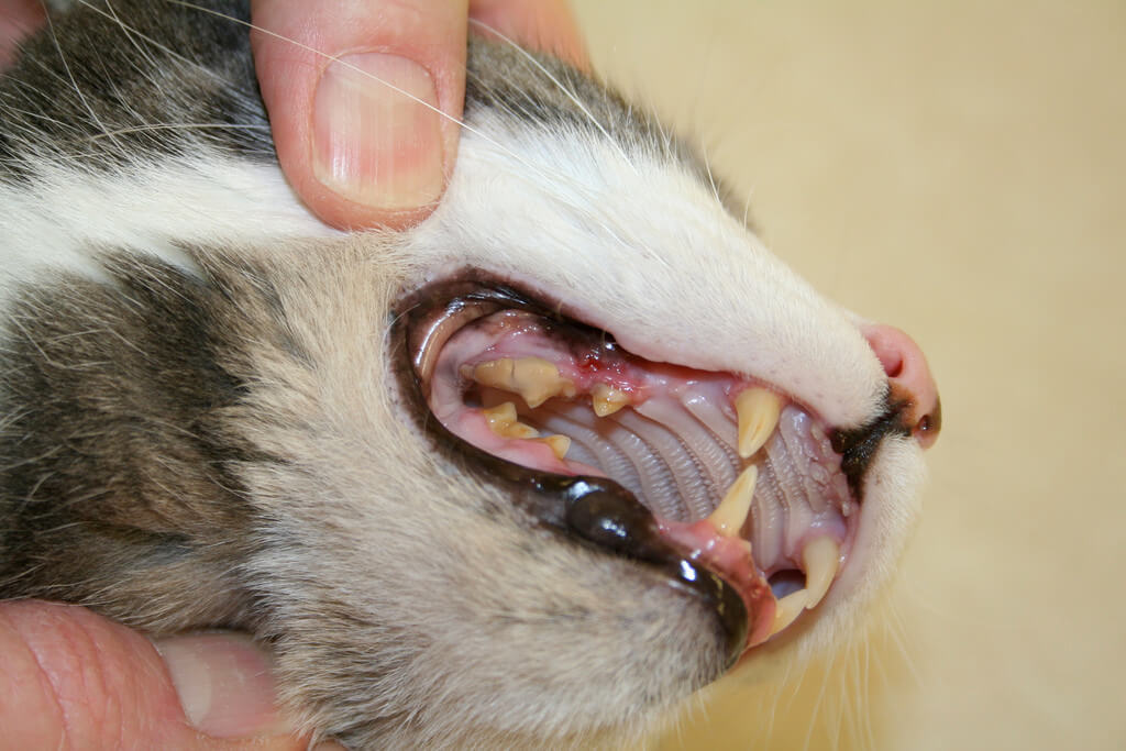 Nướu miệng ở mèo bị tổn thương sẽ khiến mèo bị lở miệng