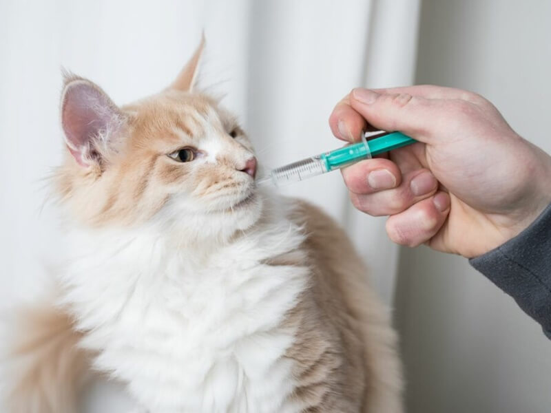 Sử dụng thuốc giảm viêm khi mèo bị sưng chân