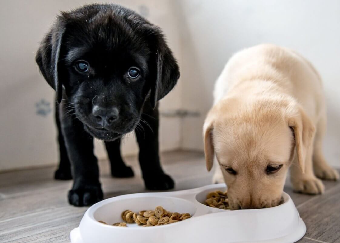 Thay đổi chế độ dinh dưỡng cho cún con thường xuyên sẽ giúp nó không bị chán ăn