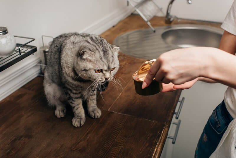 Thay đổi thực đơn thường xuyên để kích thích cảm giác thèm ăn ở mèo