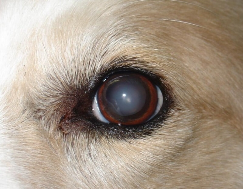 Thủy tinh ở mắt chó bị đục