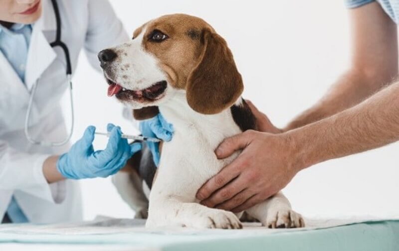 Tiêm vaccine cho chó là bước vô cùng quan trọng