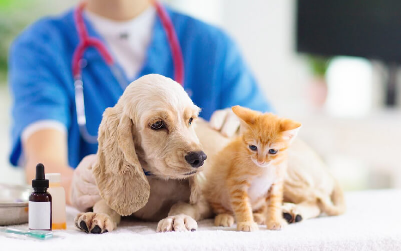 Tiêm vaccine đầy đủ hạn chế mắc bệnh nguy hiểm ở chó