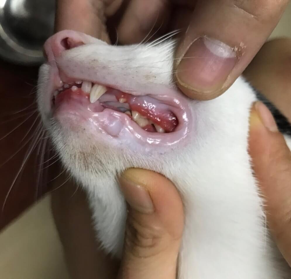 Tình trạng lở miệng ở mèo