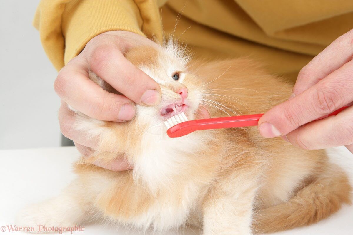 Vệ sinh răng miệng thường xuyên cho mèo để tránh bị viêm miệng
