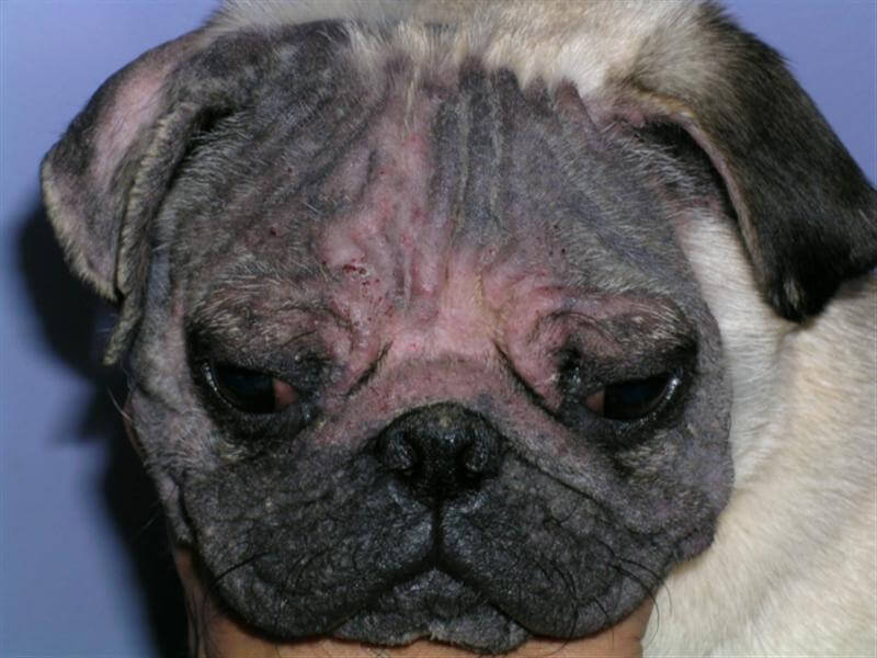 Bệnh ghẻ máu ở chó là do ký sinh trùng Demodex Canis