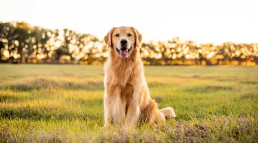 Giống chó Golden Retriever - Giống chó đẹp và khôn