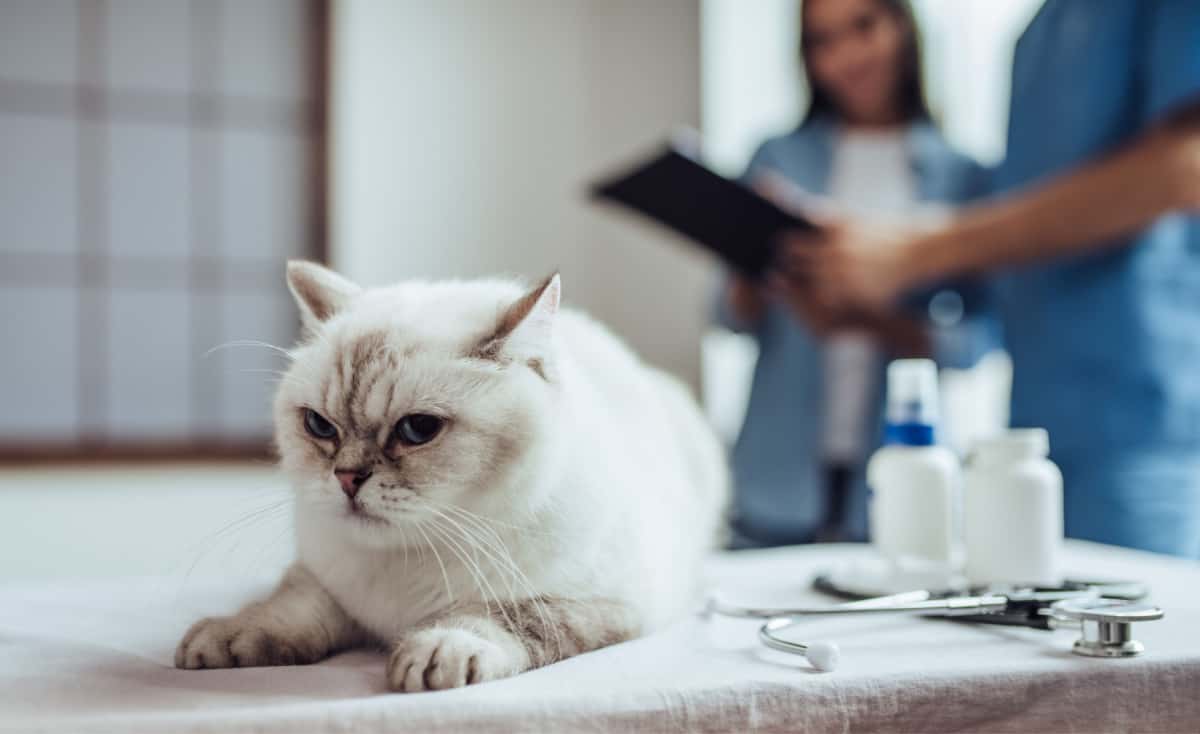 Bổ sung một số thuốc kháng viêm để giảm triệu chứng gây bệnh cho mèo