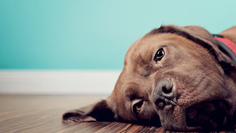 Chó bị viêm đường ruột có thể do nhiều nguyên nhân gây ra