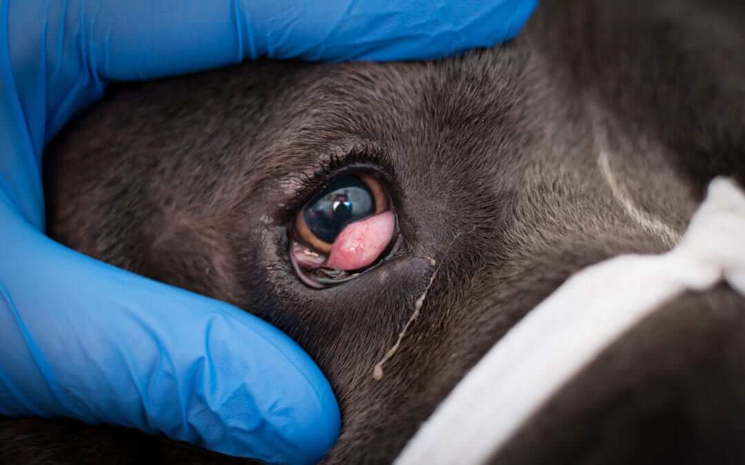 Chó khi bị bệnh sẽ có một cục mộng ở dưới mắt