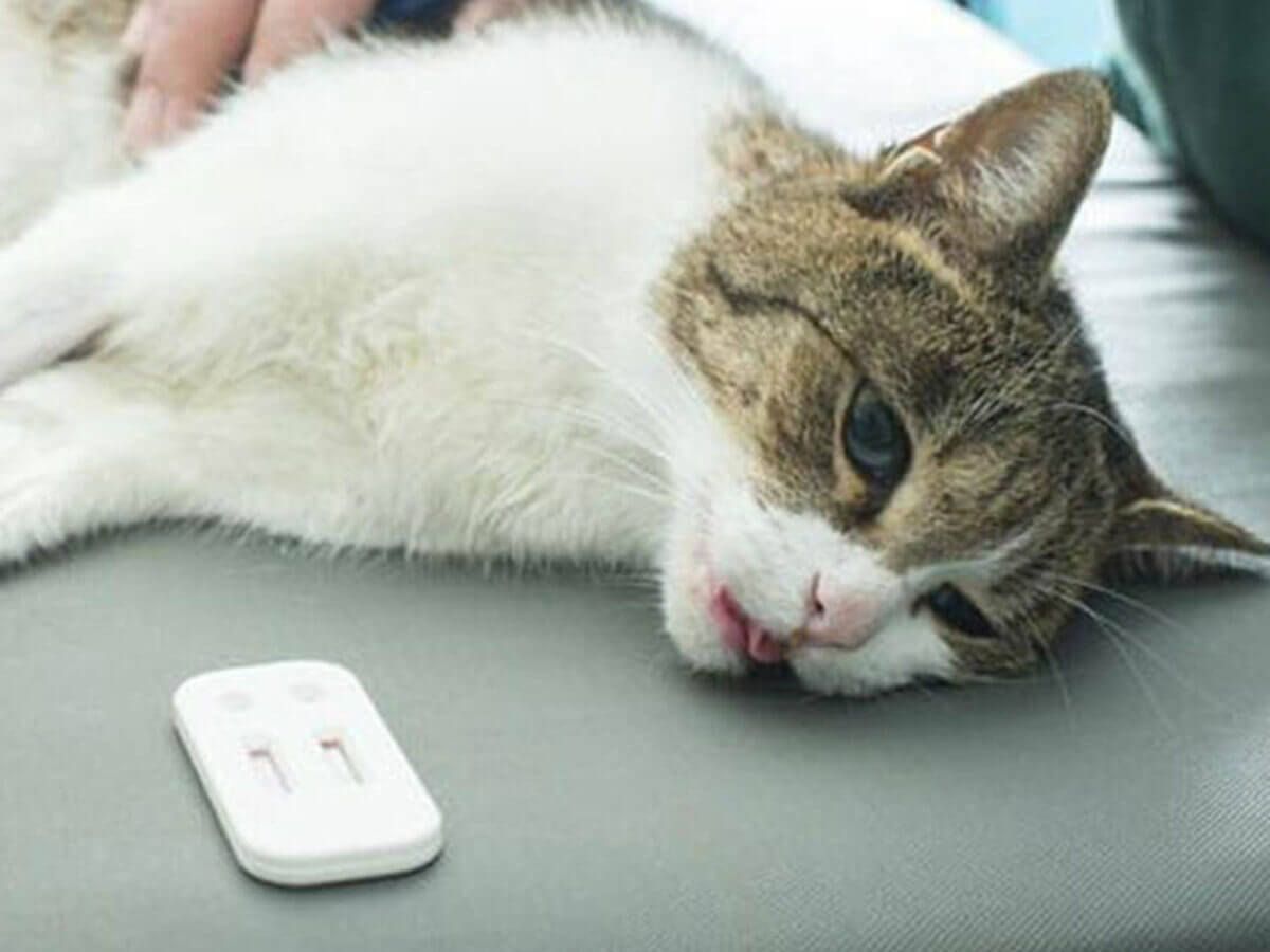 FIV là bệnh làm suy giảm hệ miễn dịch ở mèo