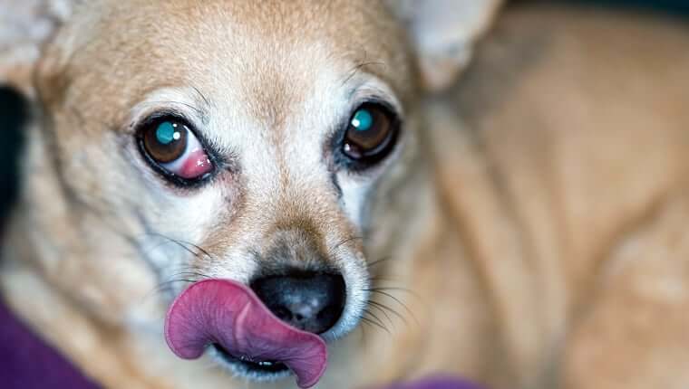 Khi mắc bệnh, chó cần được phẫu thuật để cắt bỏ đi cục mộng mắt