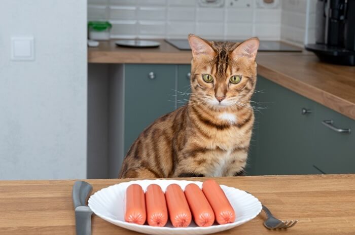 Thực đơn cho mèo mỗi bữa cần đầy đủ dinh dưỡng