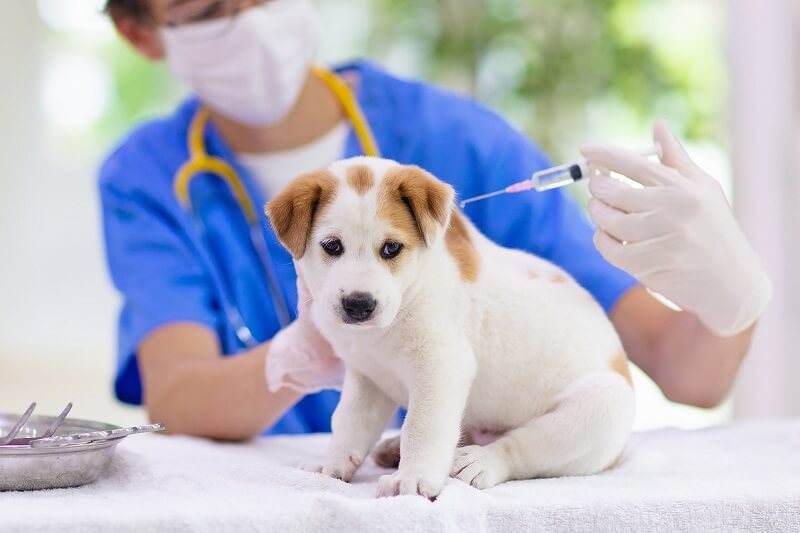 Tiêm phòng đầy đủ giúp chó phòng ngừa bệnh viêm nhiễm đường ruột