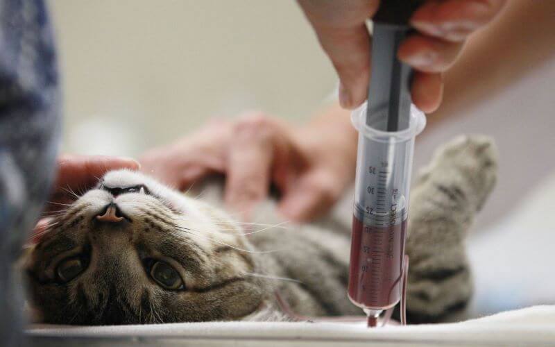 Tiêm phòng vắc xin cho mèo để phòng bệnh