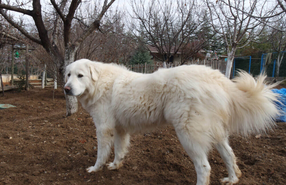 Akbash là giống chó có nguồn gốc từ Thổ Nhĩ Kỳ