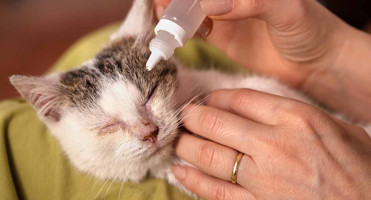 Bạn nên cẩn thận trong việc điều trị những bệnh về mắt cho mèo