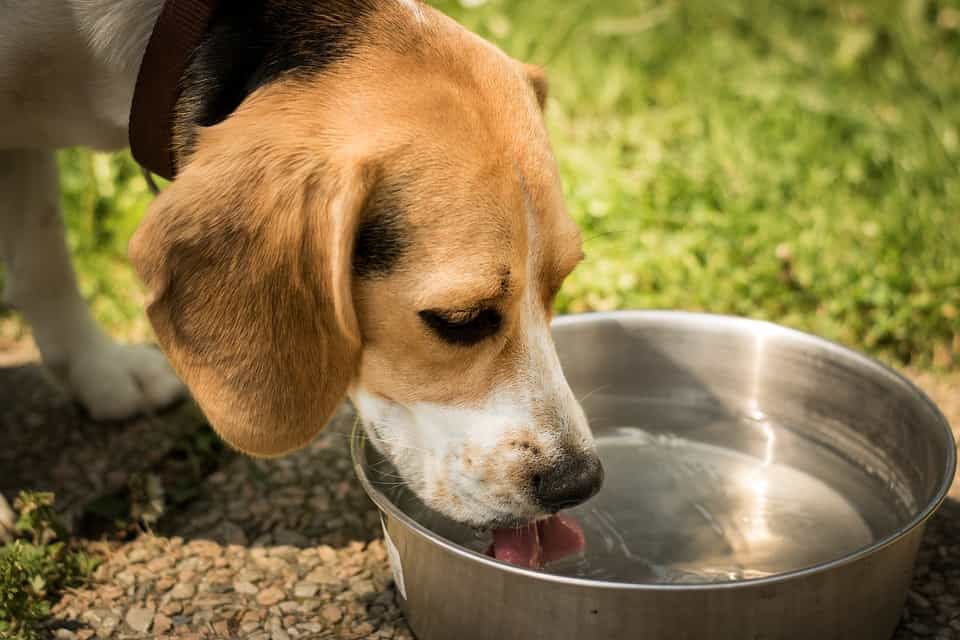 Bổ sung đủ nước cho chó sau khi thiến